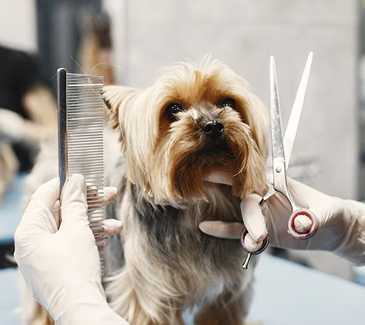 Grooming tips by breed