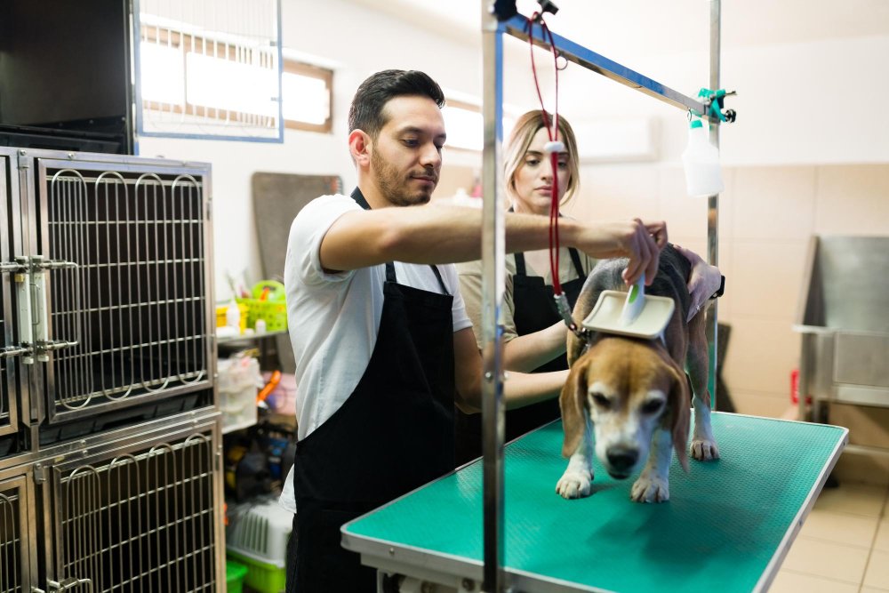 dog grooming and brushing in a pet grooming salon