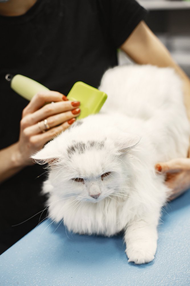 White cat getting brushed during grooming session
