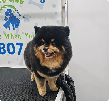 Small dog after luxury grooming treatment