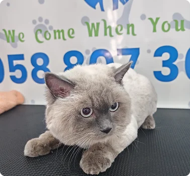 Grey cat resting on a grooming table at a pet grooming
