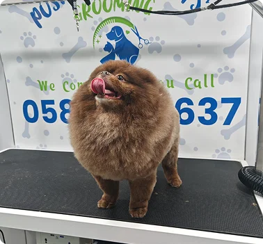 Fluffy dog at a mobile pet grooming service