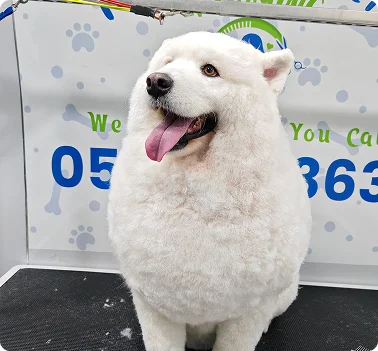 Fluffy white dog after professional grooming service
