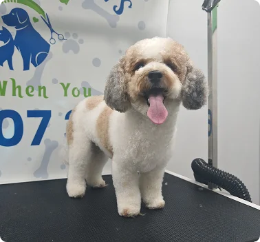 Basic Grooming Package