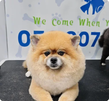 Cute Pomeranian dog after grooming care