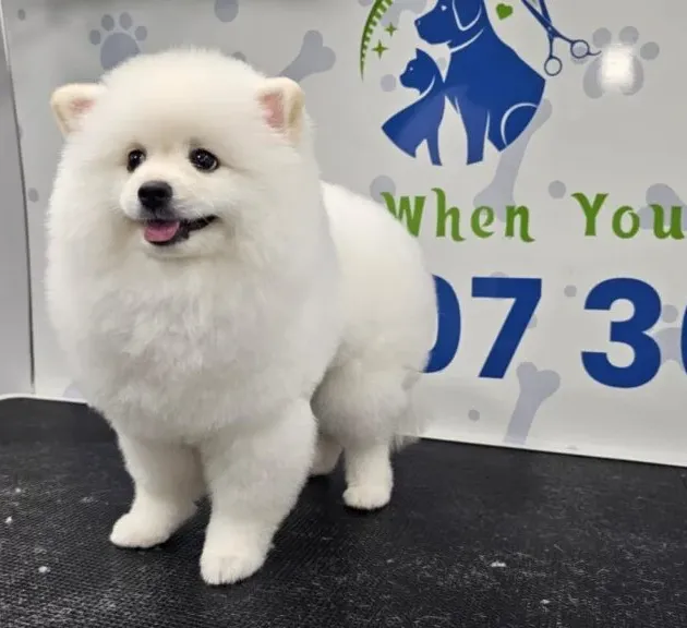 Happy dog after professional grooming service