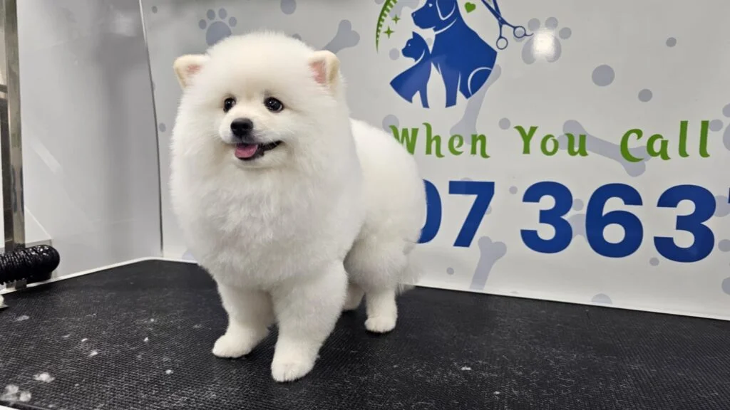 Happy dog after professional grooming service