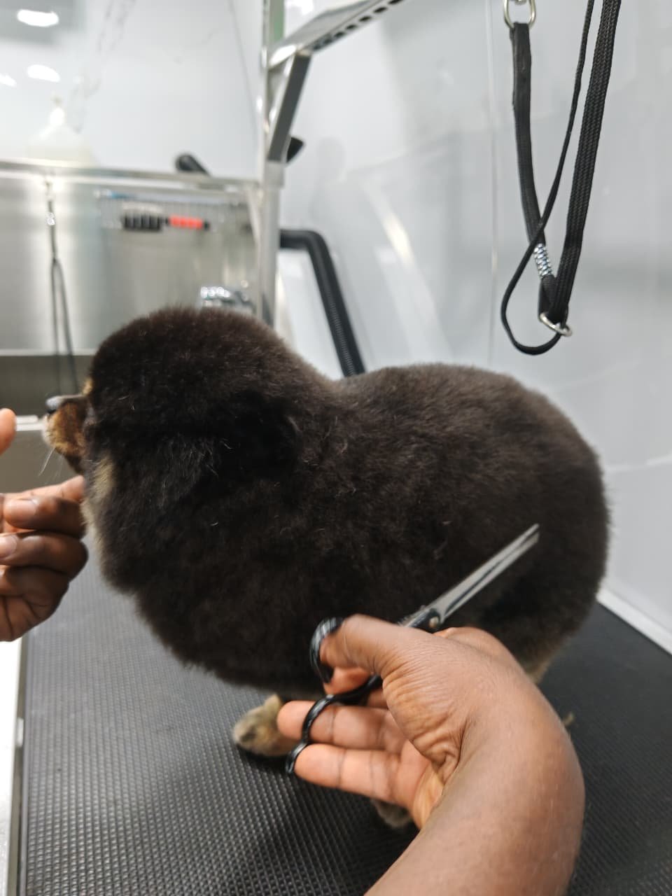 Professional dog grooming and trimming a small black dog