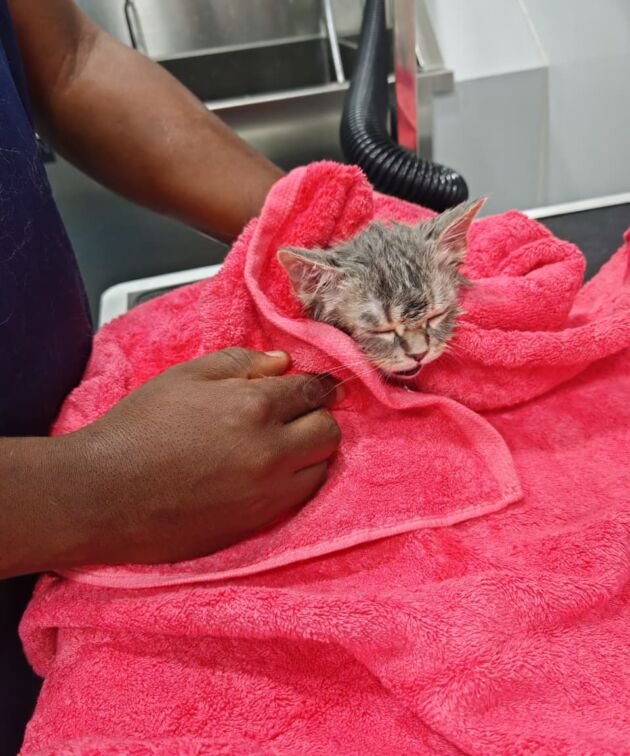 Kitten wrapped in a towel during pet grooming