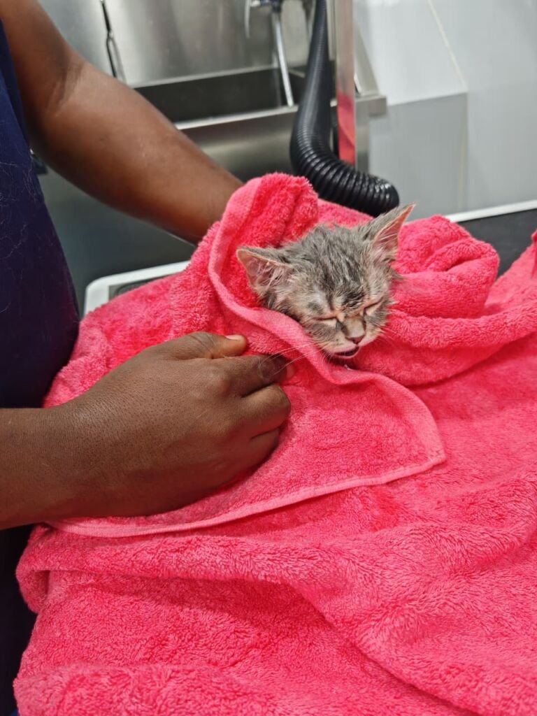 Kitten wrapped in a towel during pet grooming