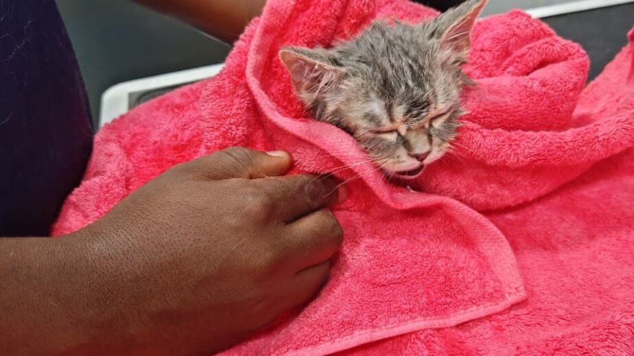Kitten wrapped in a towel during pet grooming