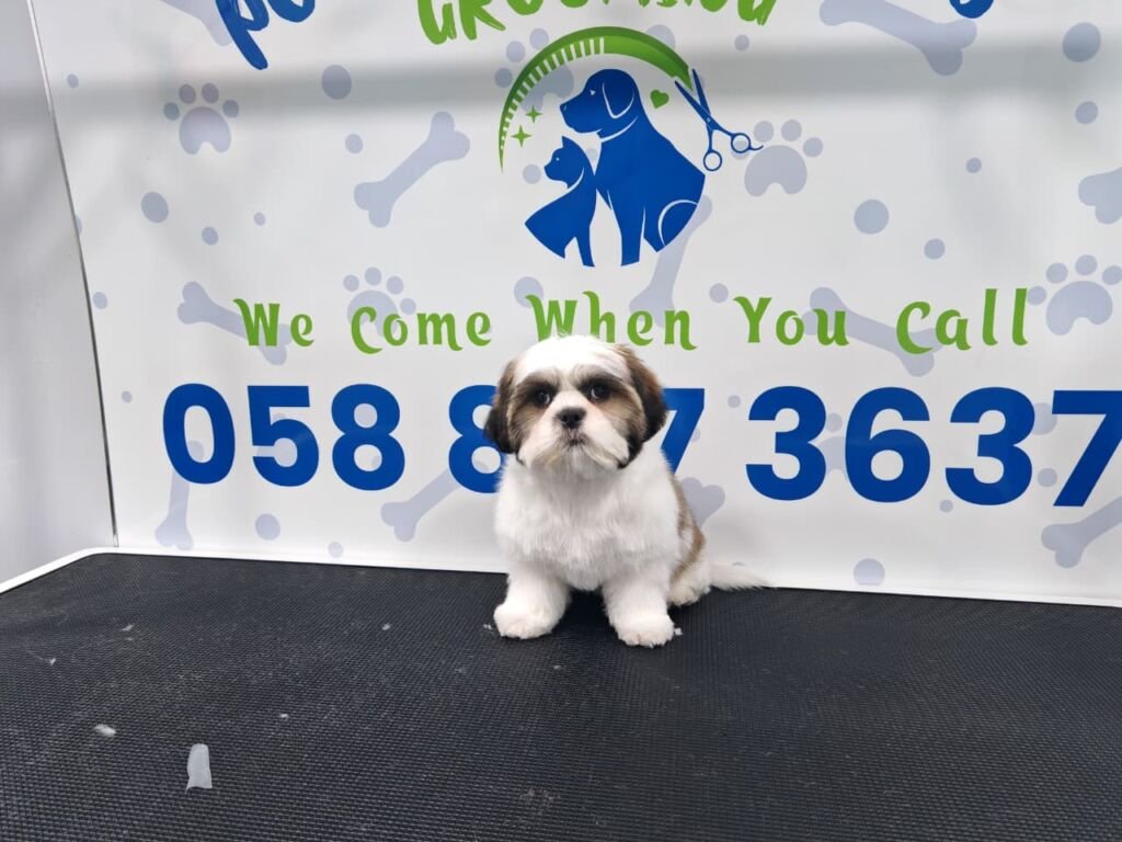 Small Shih Tzu dog sitting on a grooming table at a pet grooming