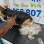 Essential Pet Nail Trimming Tips in 2026