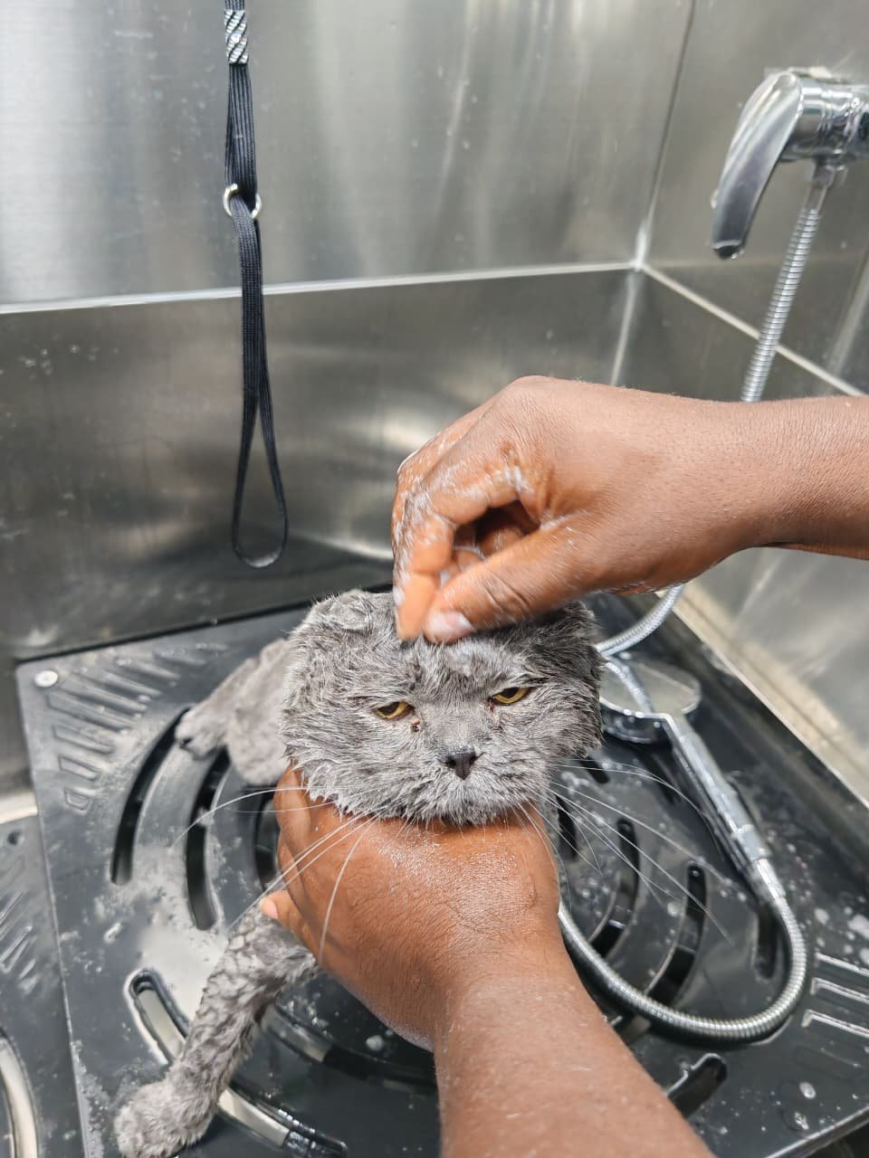 Eye Cleaning - Image 2