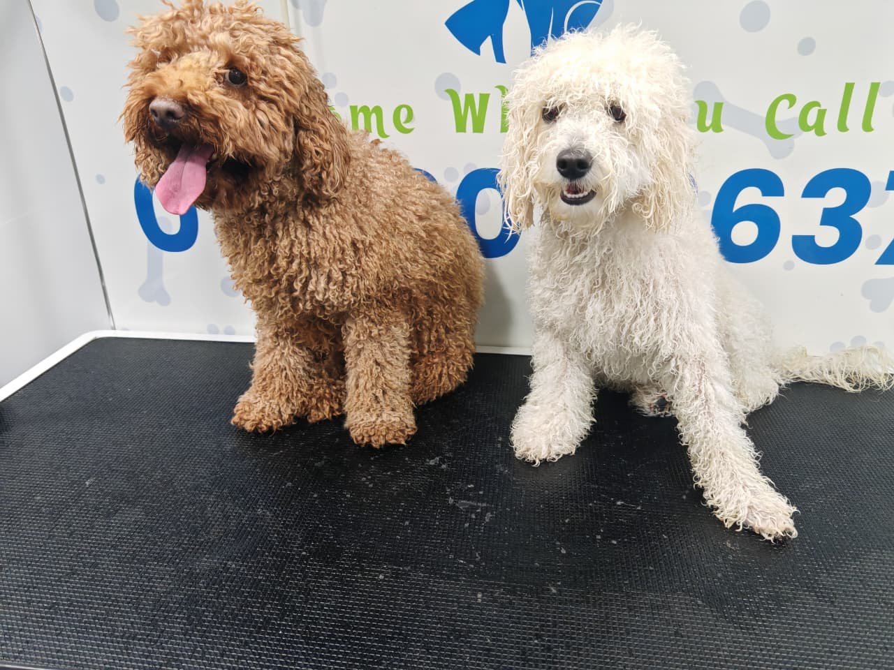 Two curly-haired dogs at a pet grooming
