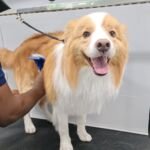 How Mobile Dog Dental Care Improves Your Pet’s Health