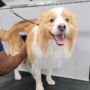 How Mobile Dog Dental Care Improves Your Pet’s Health