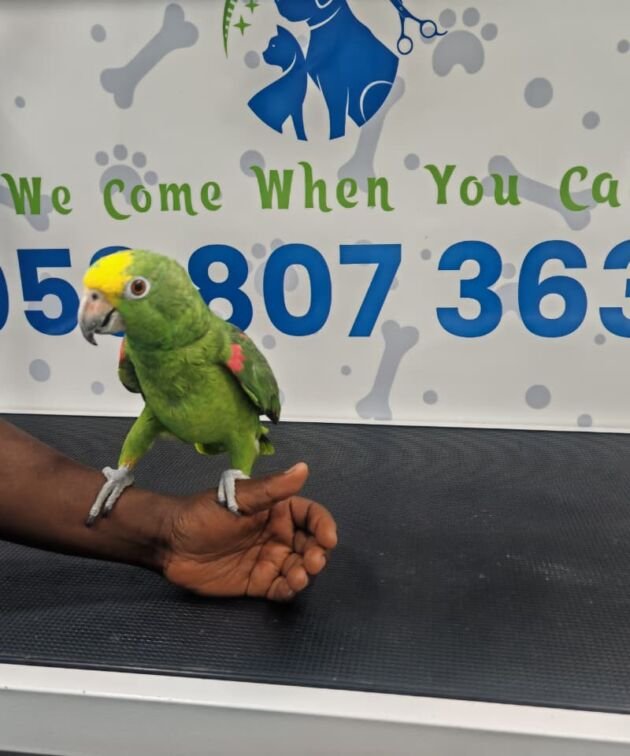 Green parrot perched on a person's hand at a pet grooming