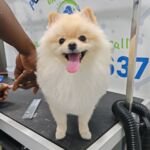 Stress-Free Mobile Pet Grooming Tips in 2026