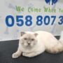 Simple Cat Grooming Tips for a Healthy Feline