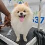 Stress-Free Mobile Pet Grooming Tips in 2026
