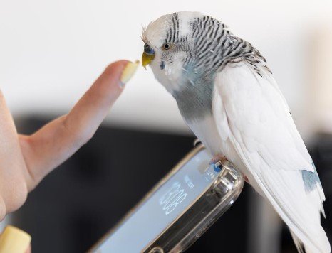 Pet bird interacting with owner during care session