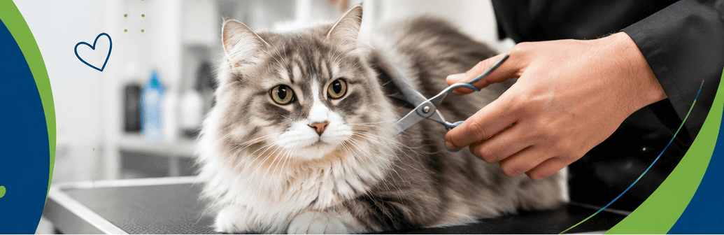 Professional cat grooming with scissors