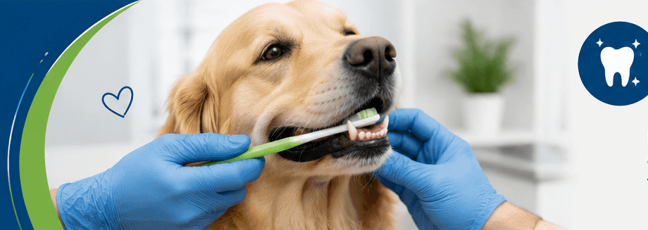 Dog getting teeth brushed during pet grooming