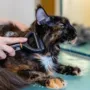 Cat Hair Mats: What Causes Them and When Professional Grooming Helps