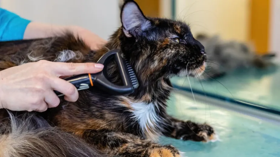 Cat grooming session