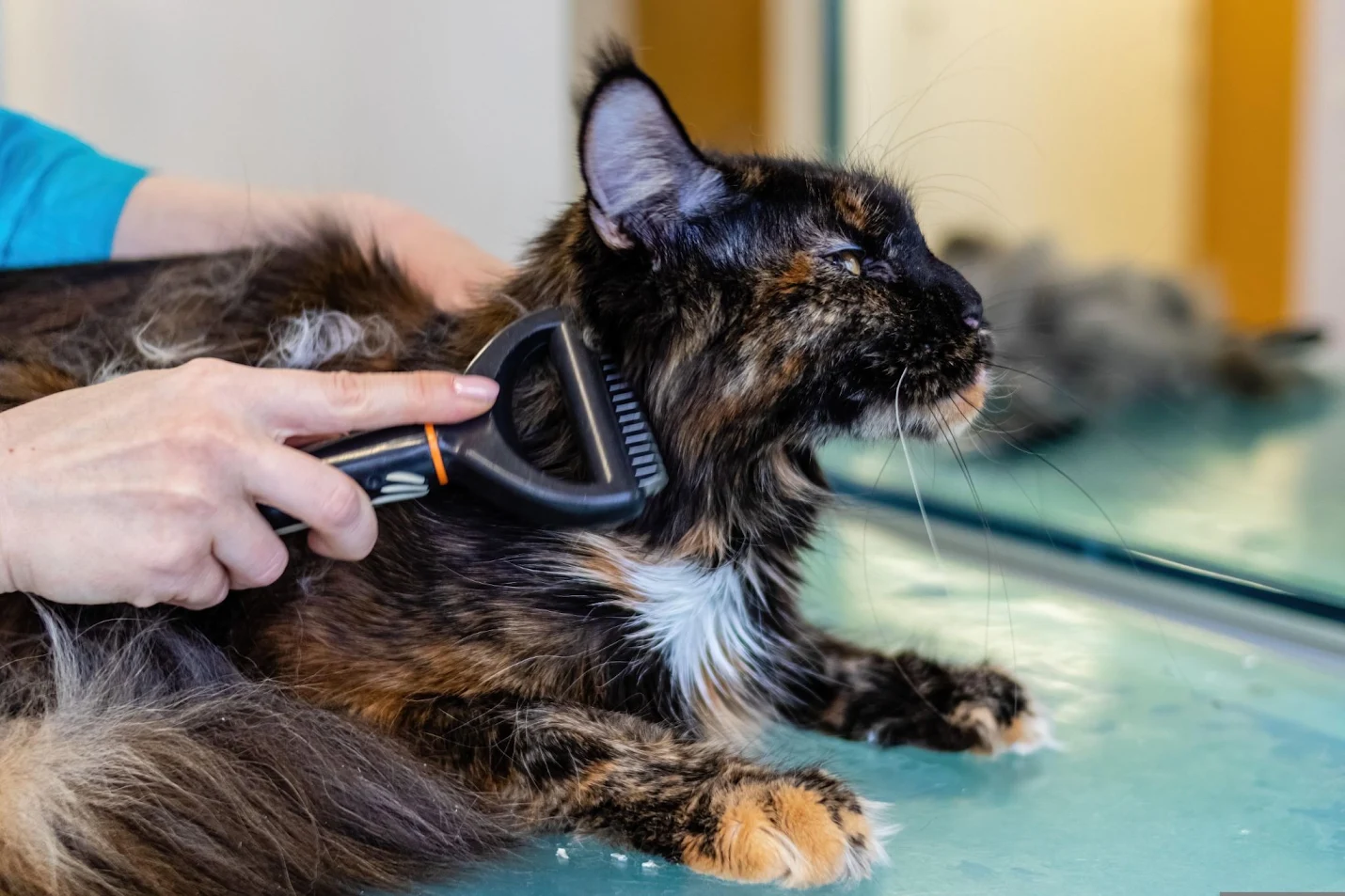 Cat grooming session