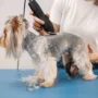 Should You Shave Your Dog in Summer? What Pet Owners Should Know