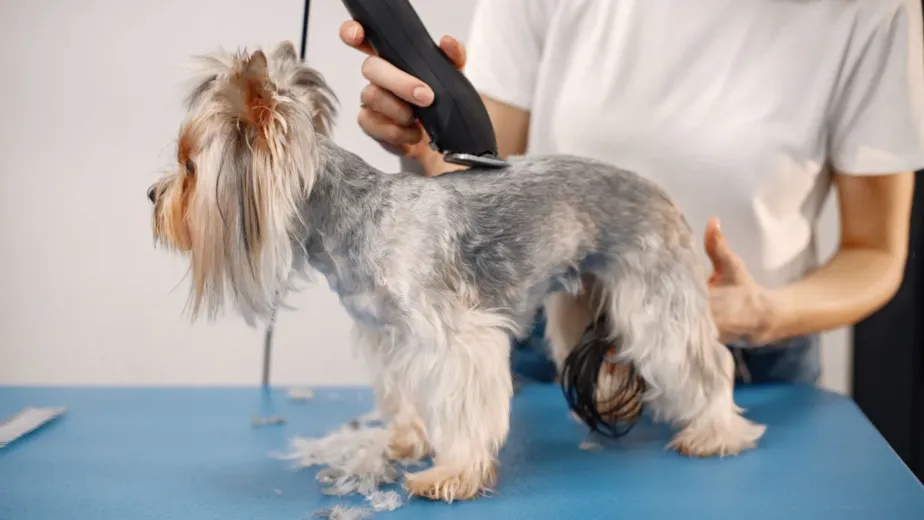Dog Shaving In Summer