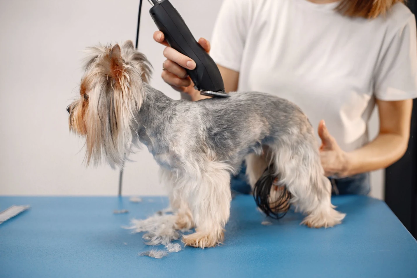 Dog Shaving In Summer