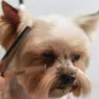 What Is Included in a Mobile Pet Grooming Service in Dubai?