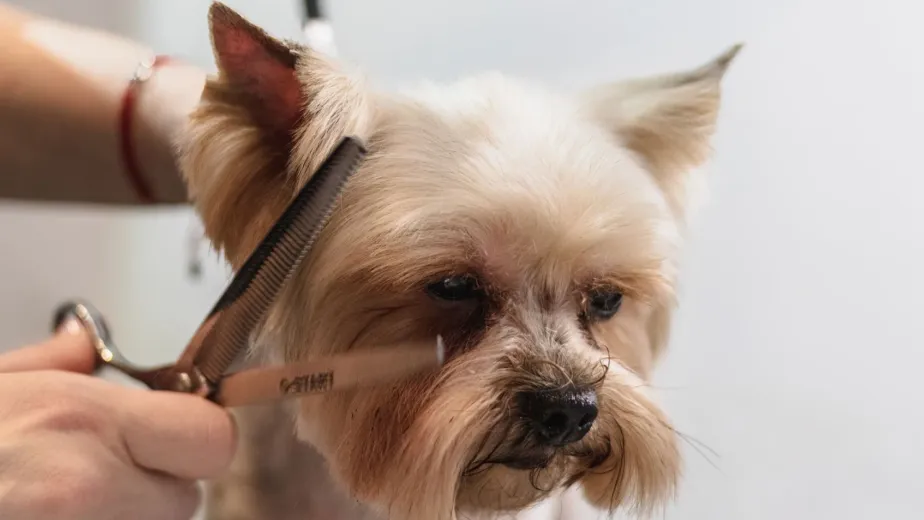 Mobile Pet Grooming Service