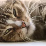 Mobile Pet Grooming vs Salon Grooming: Which Is Better for Your Pet?