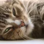 Mobile Pet Grooming vs Salon Grooming: Which Is Better for Your Pet?
