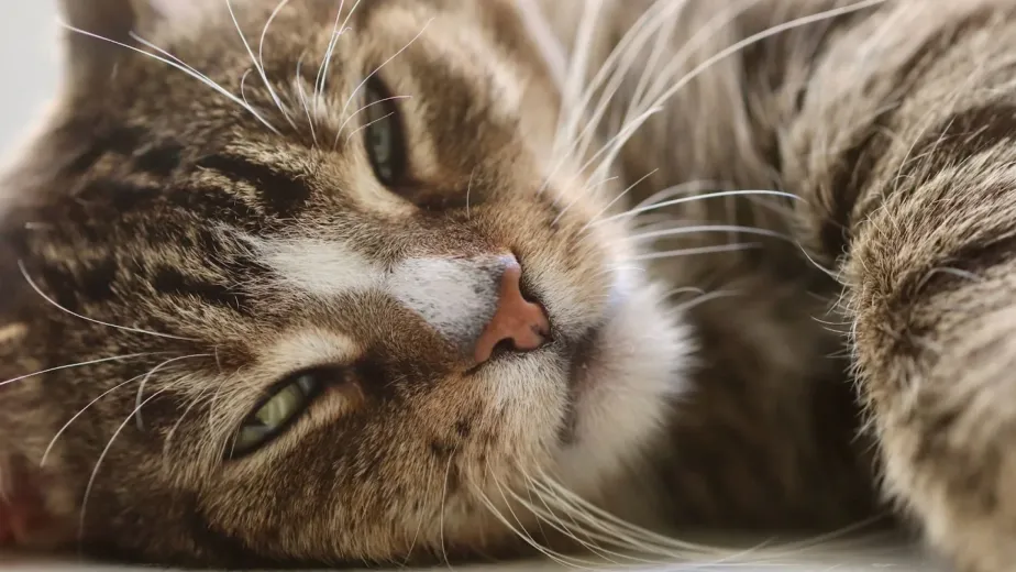Mobile Pet Grooming vs Salon Grooming