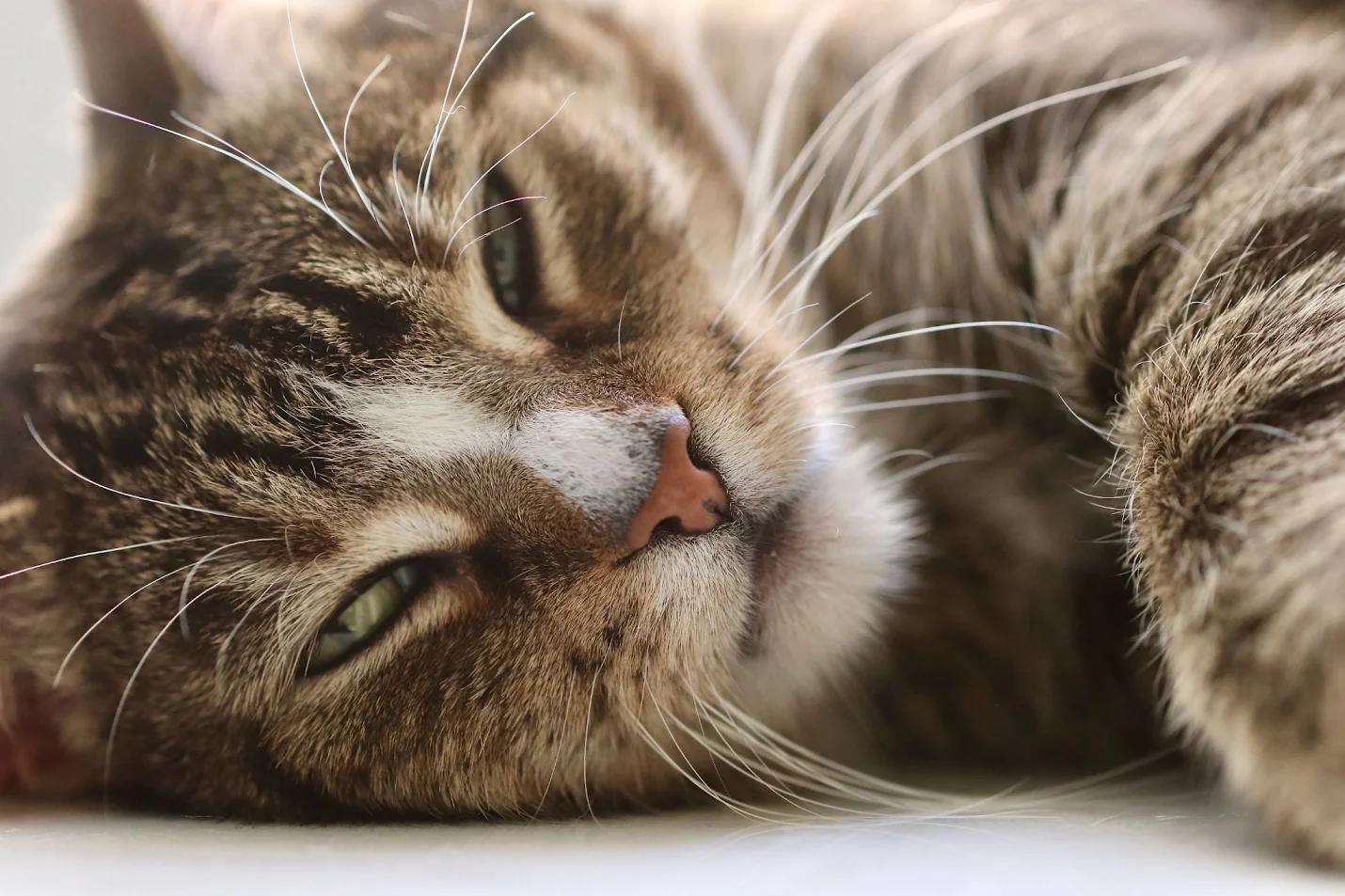 Mobile Pet Grooming vs Salon Grooming
