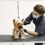 What Should You Look for in a Professional Pet Grooming Service?