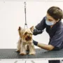 What Should You Look for in a Professional Pet Grooming Service?