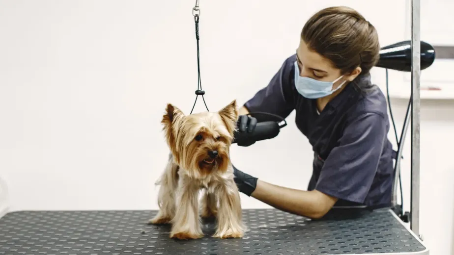 Professional Pet Grooming Service in Dubai