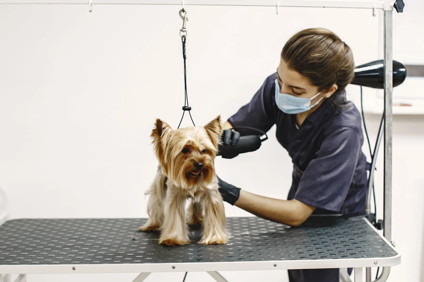 Professional Pet Grooming Service in Dubai