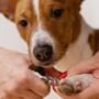 Puppy Grooming Guide: When Should Your Puppy Get Its First Groom?
