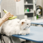 10 Benefits of Choosing Mobile Pet Grooming Services in Dubai