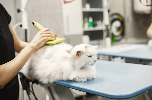 Pet Professional Care