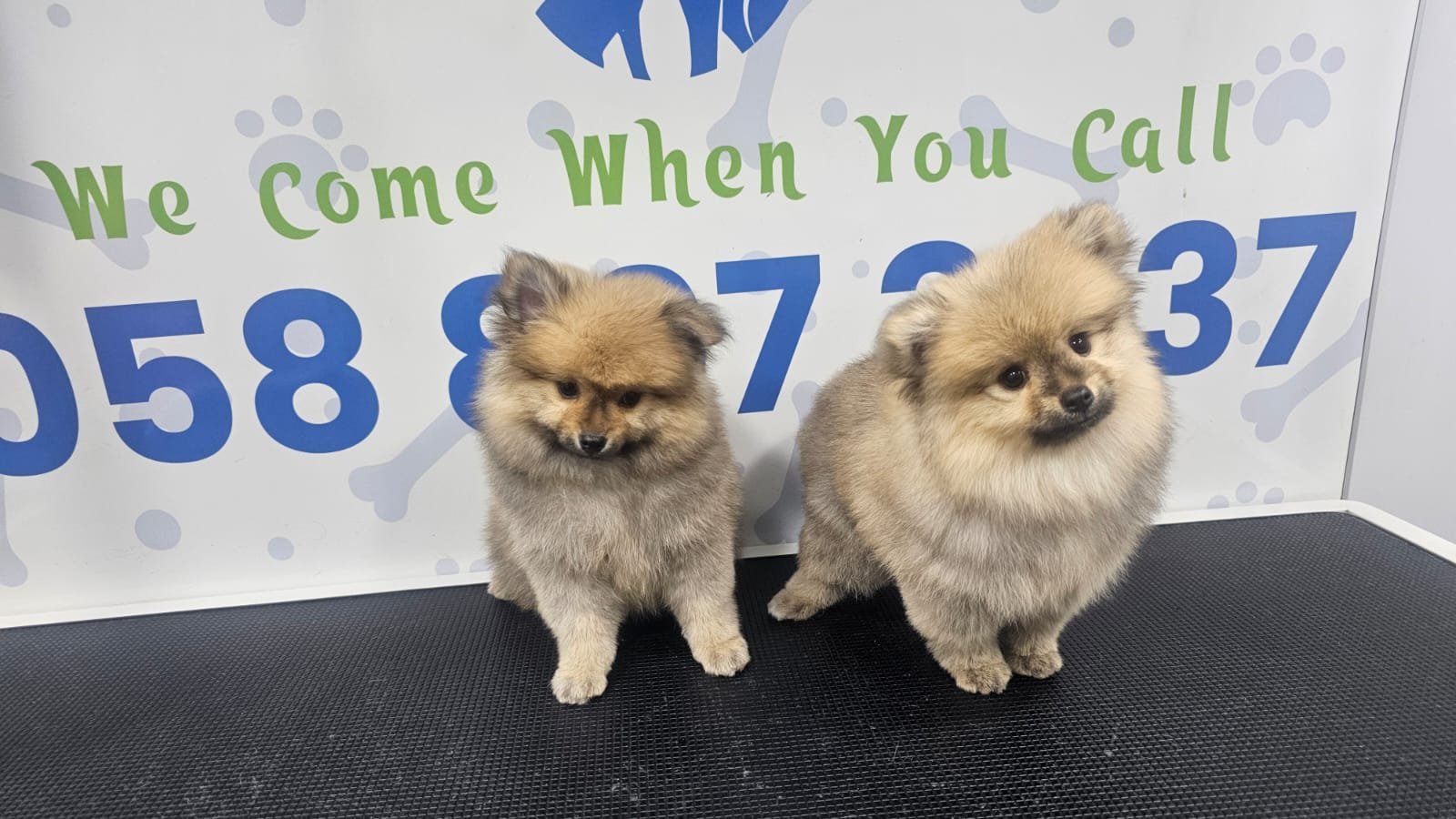 Posh Pamper Pet Grooming